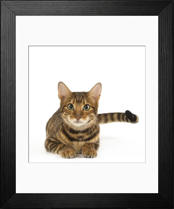 Framed Print : Picture No. 12020252 Framed Print : Picture No. 12020252
