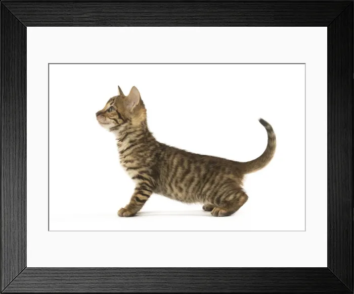 Framed Print : Picture No. 12020245 Framed Print : Picture No. 12020245