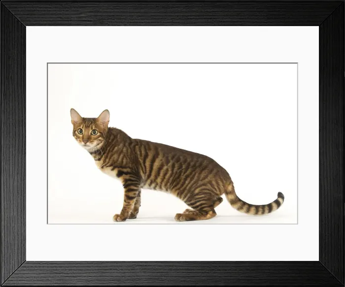 Framed Print : Picture No. 12020254 Framed Print : Picture No. 12020254