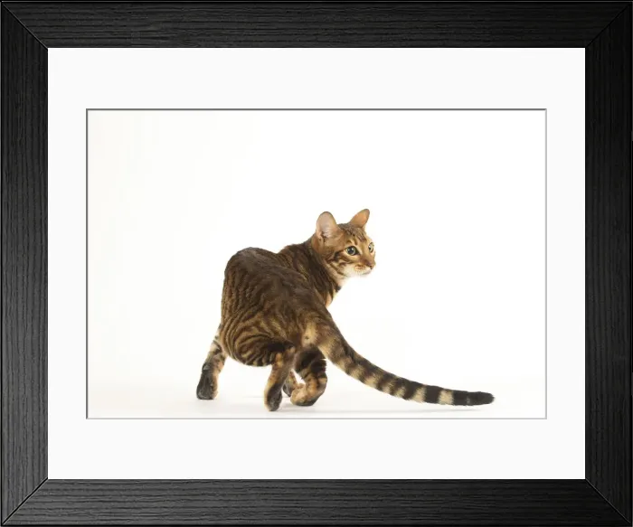 Framed Print : Picture No. 12020253 Framed Print : Picture No. 12020253
