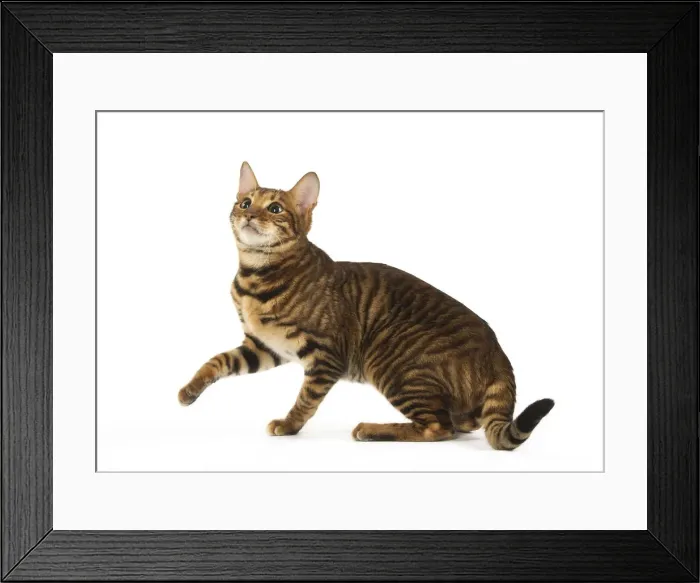 Framed Print : Picture No. 12020255 Framed Print : Picture No. 12020255