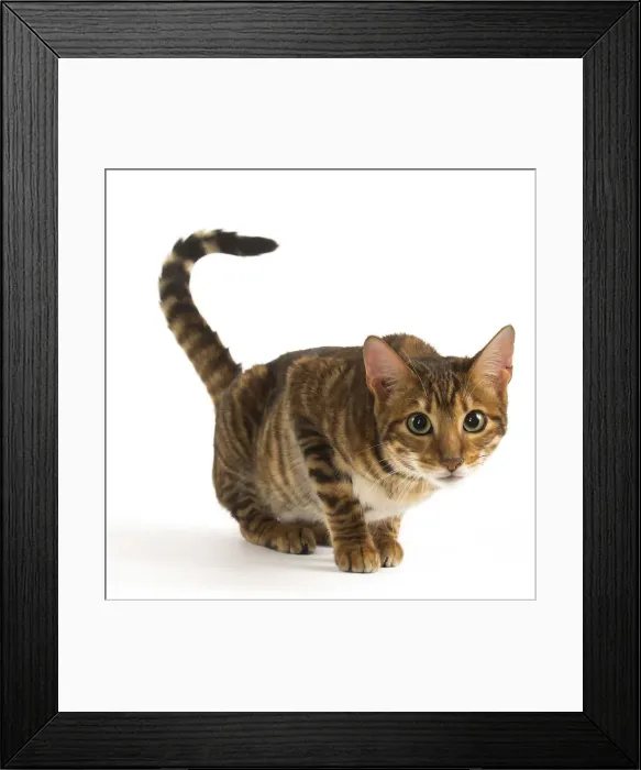 Framed Print : Picture No. 12020256 Framed Print : Picture No. 12020256