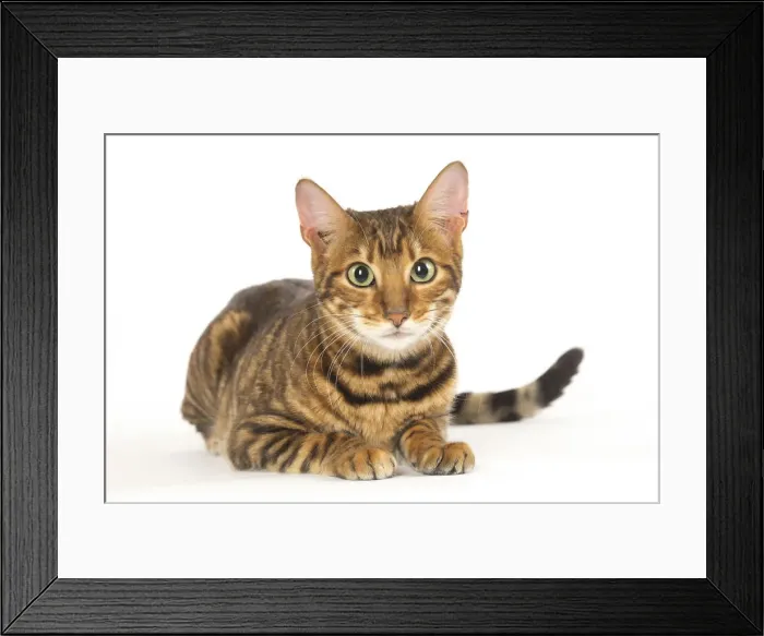Framed Print : Picture No. 12020257 Framed Print : Picture No. 12020257
