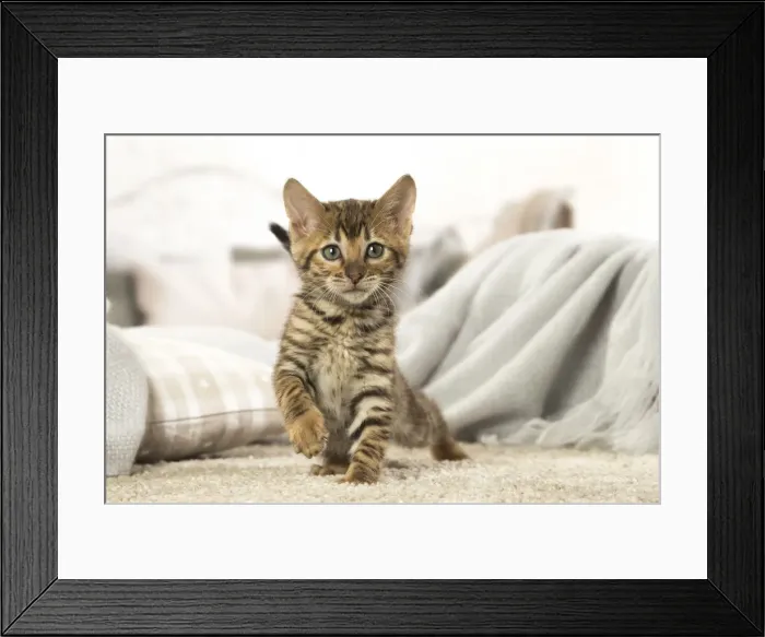 Framed Print : Picture No. 12020258 Framed Print : Picture No. 12020258