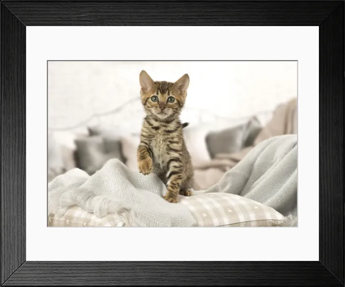Framed Print : Picture No. 12020260 Framed Print : Picture No. 12020260