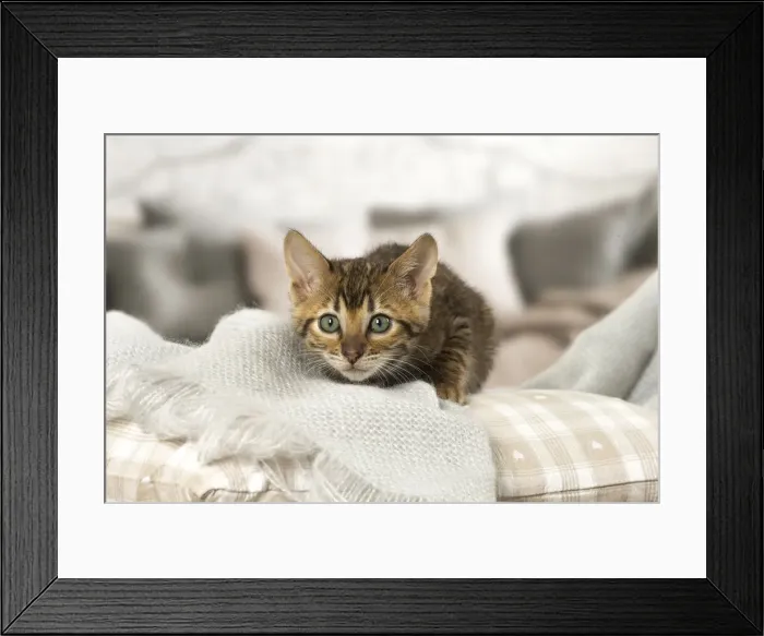 Framed Print : Picture No. 12020261 Framed Print : Picture No. 12020261