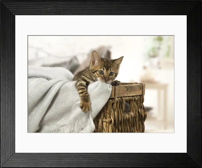 Framed Print : Picture No. 12020262 Framed Print : Picture No. 12020262