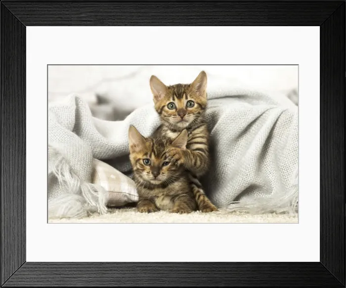 Framed Print : Picture No. 12020264 Framed Print : Picture No. 12020264