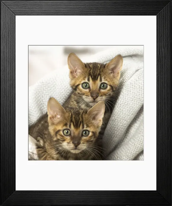 Framed Print : Picture No. 12020265 Framed Print : Picture No. 12020265