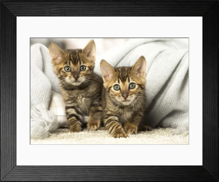 Framed Print : Picture No. 12020266 Framed Print : Picture No. 12020266