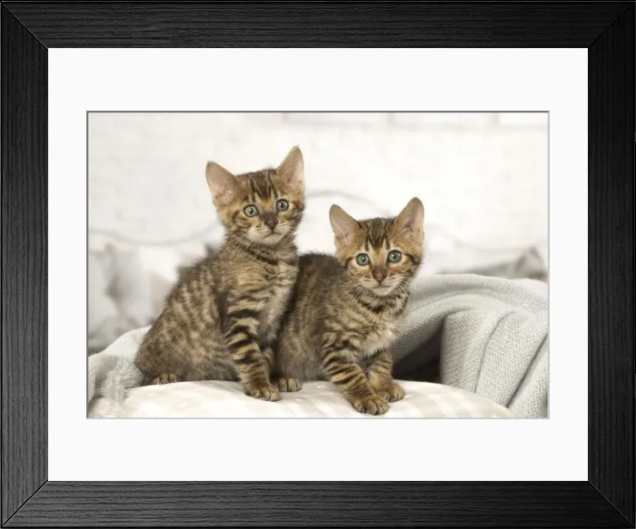 Framed Print : Picture No. 12020267 Framed Print : Picture No. 12020267