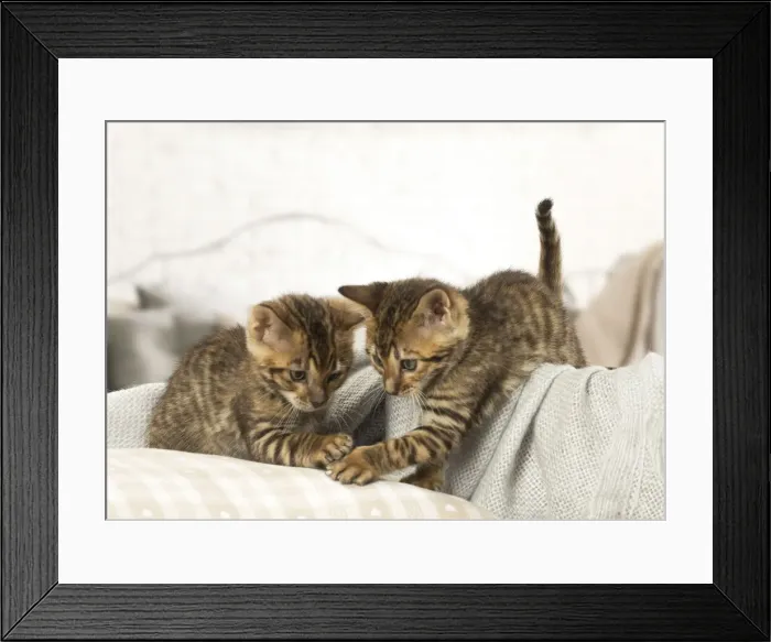 Framed Print : Picture No. 12020268 Framed Print : Picture No. 12020268
