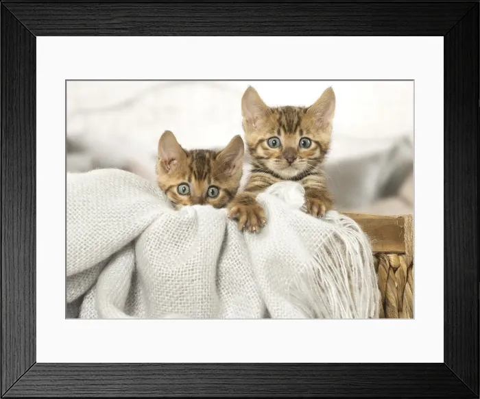 Framed Print : Picture No. 12020269 Framed Print : Picture No. 12020269