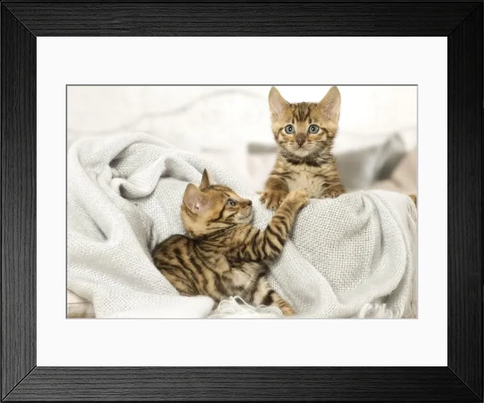 Framed Print : Picture No. 12020270 Framed Print : Picture No. 12020270