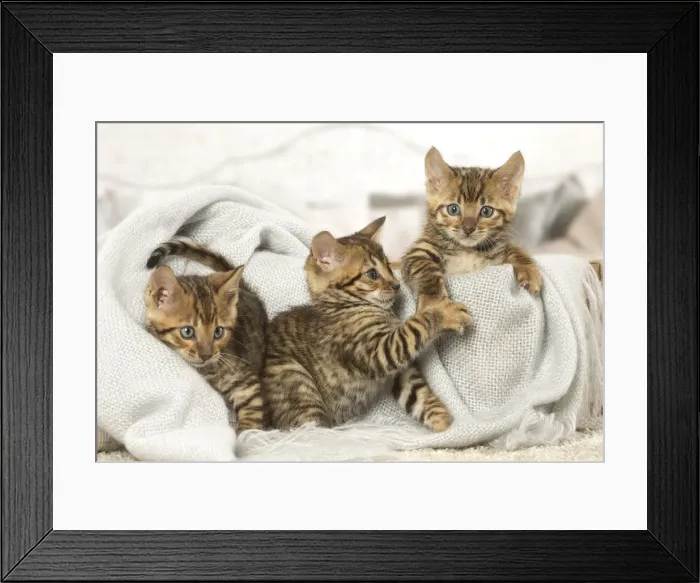 Framed Print : Picture No. 12020271 Framed Print : Picture No. 12020271