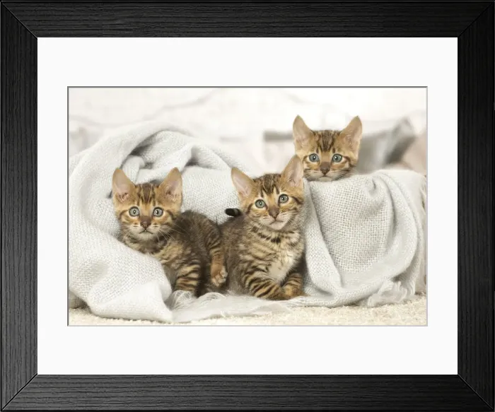Framed Print : Picture No. 12020272 Framed Print : Picture No. 12020272