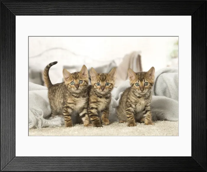Framed Print : Picture No. 12020273 Framed Print : Picture No. 12020273