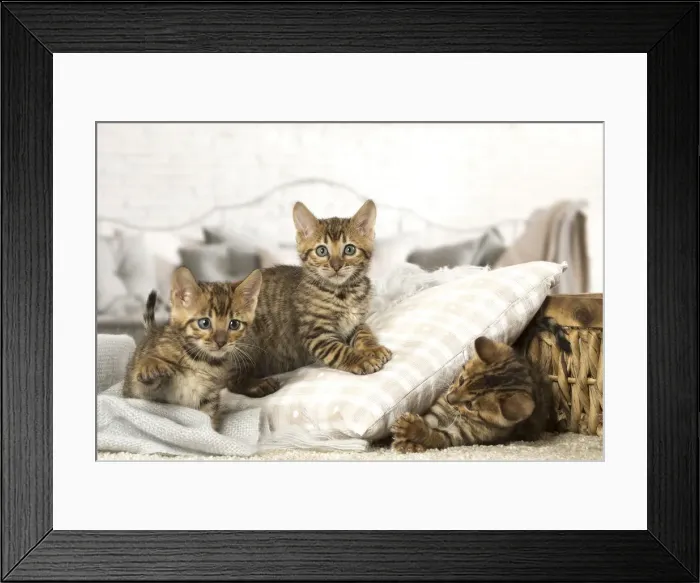 Framed Print : Picture No. 12020274 Framed Print : Picture No. 12020274