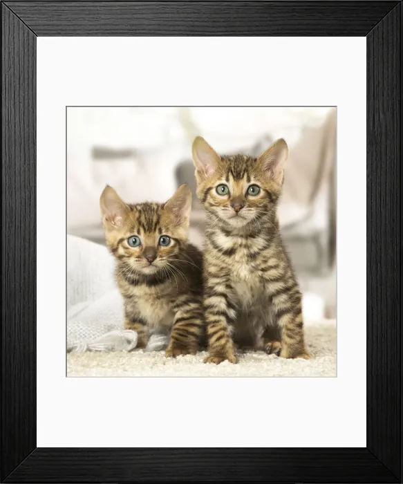 Framed Print : Picture No. 12020275 Framed Print : Picture No. 12020275