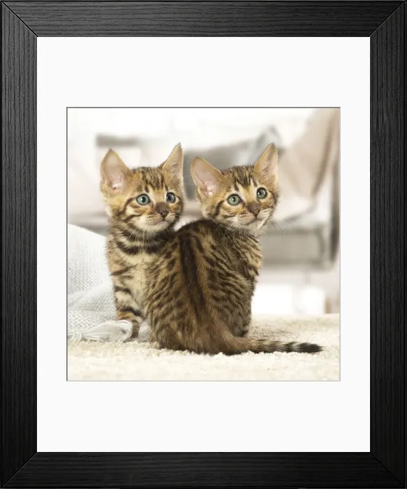 Framed Print : Picture No. 12020276 Framed Print : Picture No. 12020276