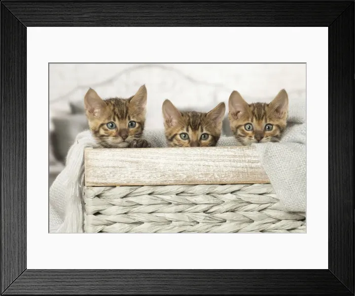Framed Print : Picture No. 12020279 Framed Print : Picture No. 12020279