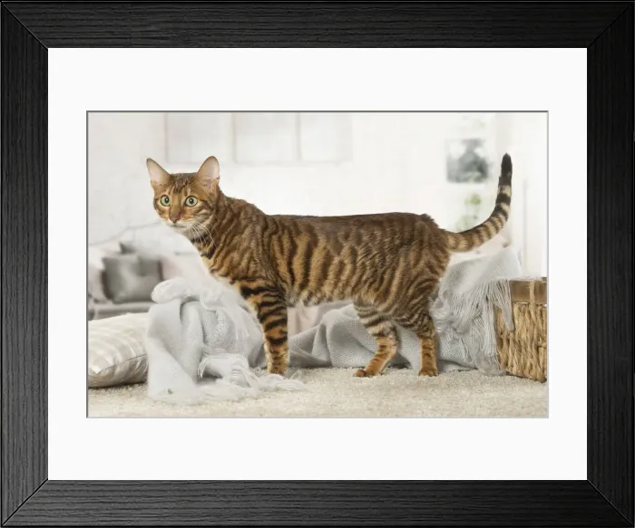 Framed Print : Picture No. 12020280 Framed Print : Picture No. 12020280