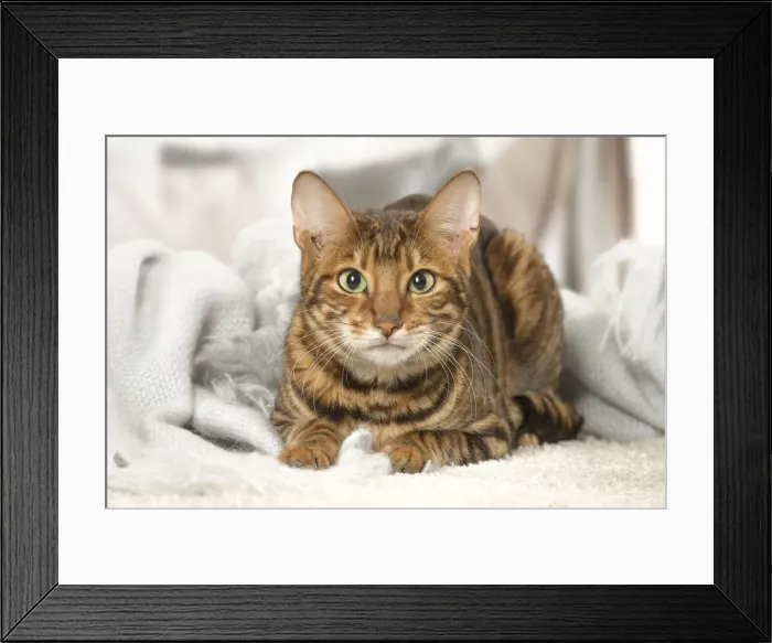 Framed Print : Picture No. 12020281 Framed Print : Picture No. 12020281