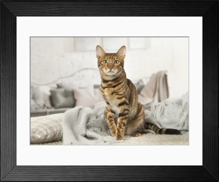 Framed Print : Picture No. 12020282 Framed Print : Picture No. 12020282