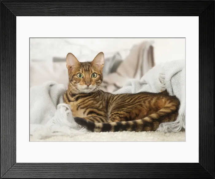 Framed Print : Picture No. 12020283 Framed Print : Picture No. 12020283