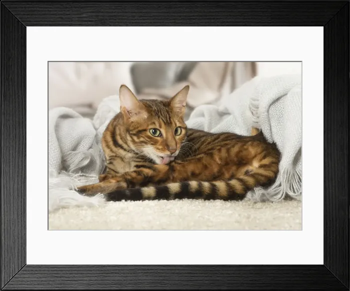 Framed Print : Picture No. 12020284 Framed Print : Picture No. 12020284