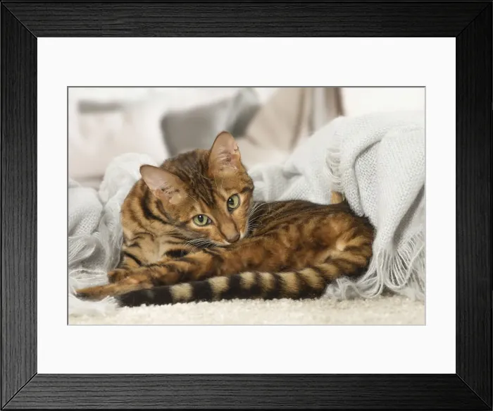 Framed Print : Picture No. 12020285 Framed Print : Picture No. 12020285