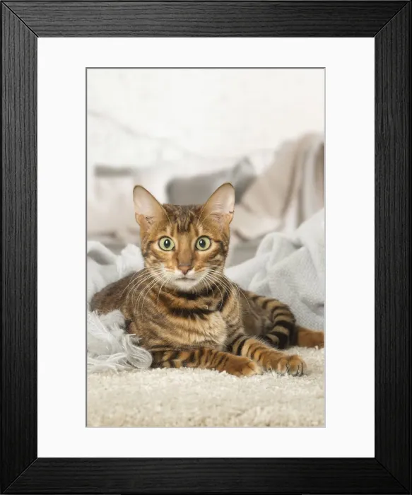Framed Print : Picture No. 12020286 Framed Print : Picture No. 12020286