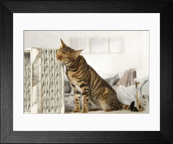 Framed Print : Picture No. 12020287 Framed Print : Picture No. 12020287