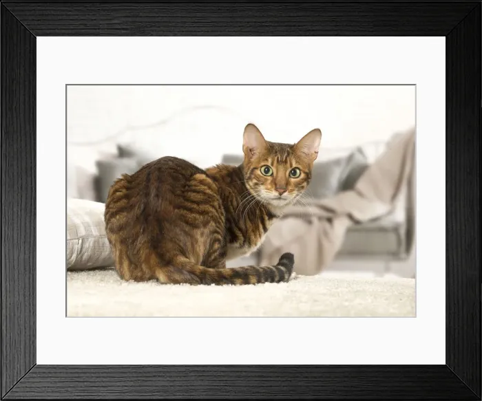 Framed Print : Picture No. 12020289 Framed Print : Picture No. 12020289