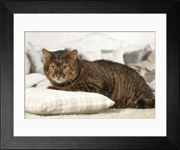 Framed Print : Picture No. 12020290 Framed Print : Picture No. 12020290