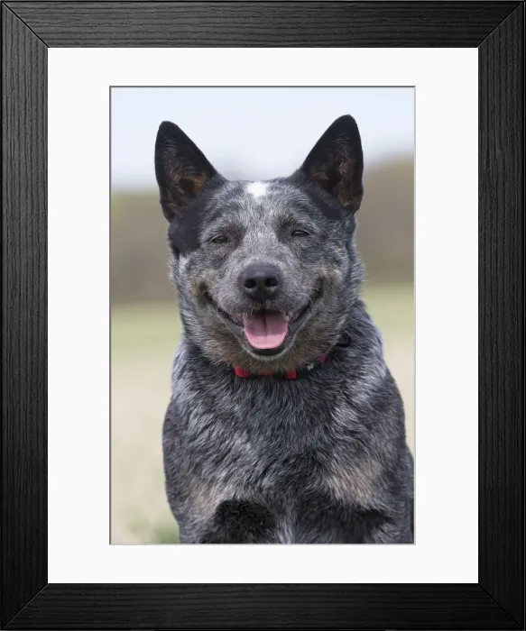 Framed Print : Picture No. 12020292 Framed Print : Picture No. 12020292