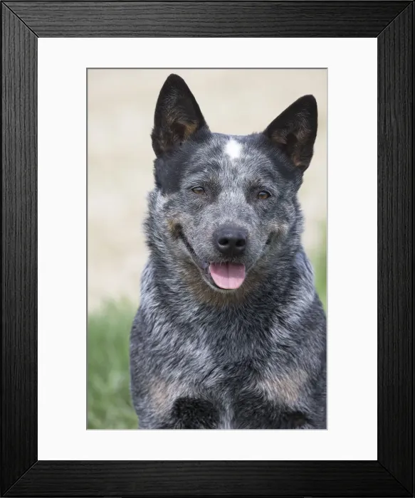 Framed Print : Picture No. 12020293 Framed Print : Picture No. 12020293