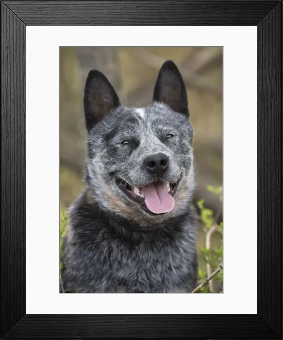 Framed Print : Picture No. 12020294 Framed Print : Picture No. 12020294