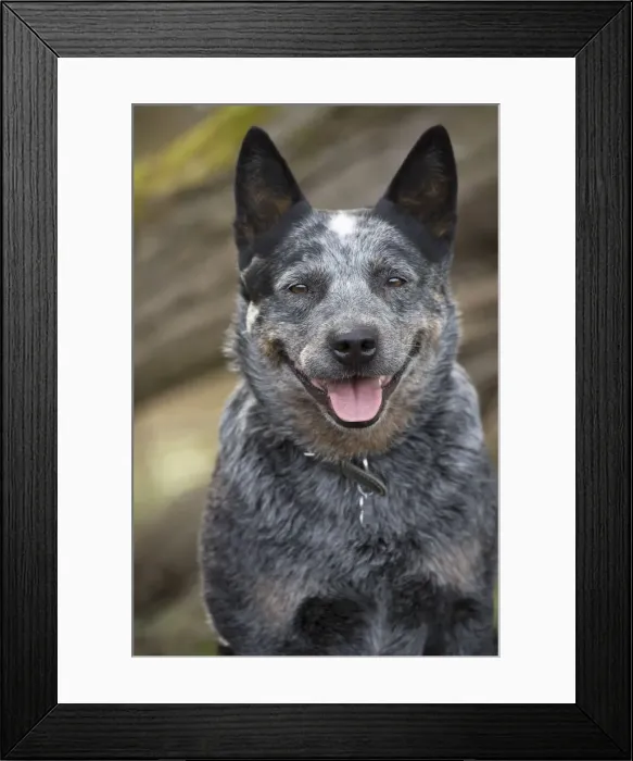Framed Print : Picture No. 12020296 Framed Print : Picture No. 12020296