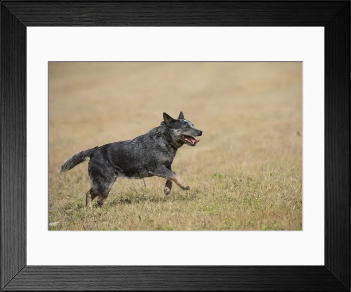 Framed Print : Picture No. 12020298 Framed Print : Picture No. 12020298