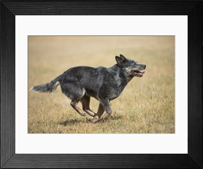 Framed Print : Picture No. 12020299 Framed Print : Picture No. 12020299