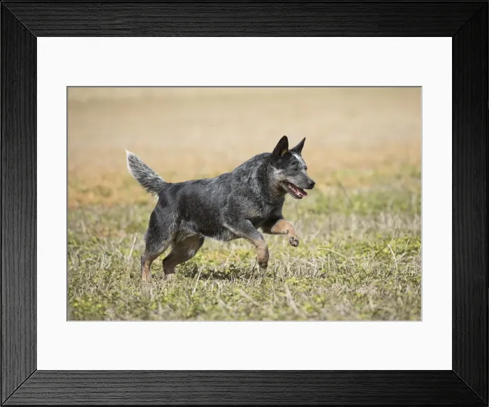 Framed Print : Picture No. 12020300 Framed Print : Picture No. 12020300