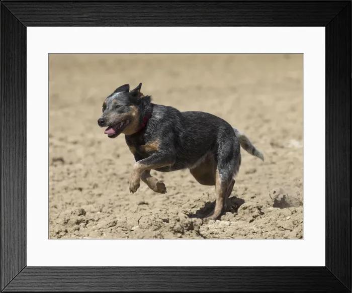 Framed Print : Picture No. 12020301 Framed Print : Picture No. 12020301