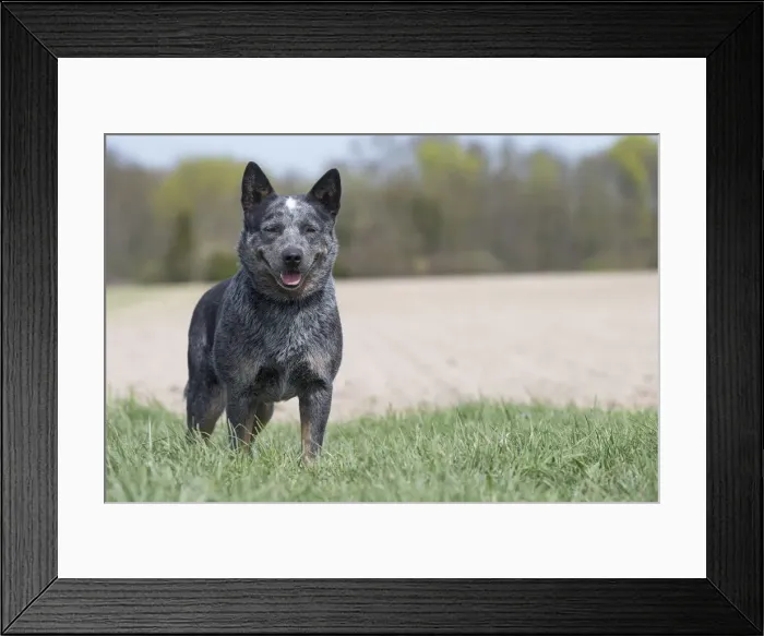 Framed Print : Picture No. 12020304 Framed Print : Picture No. 12020304