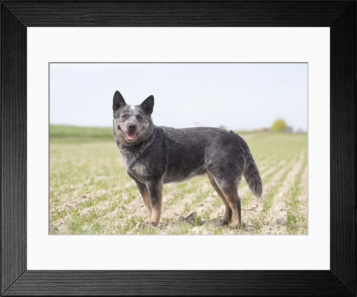 Framed Print : Picture No. 12020305 Framed Print : Picture No. 12020305