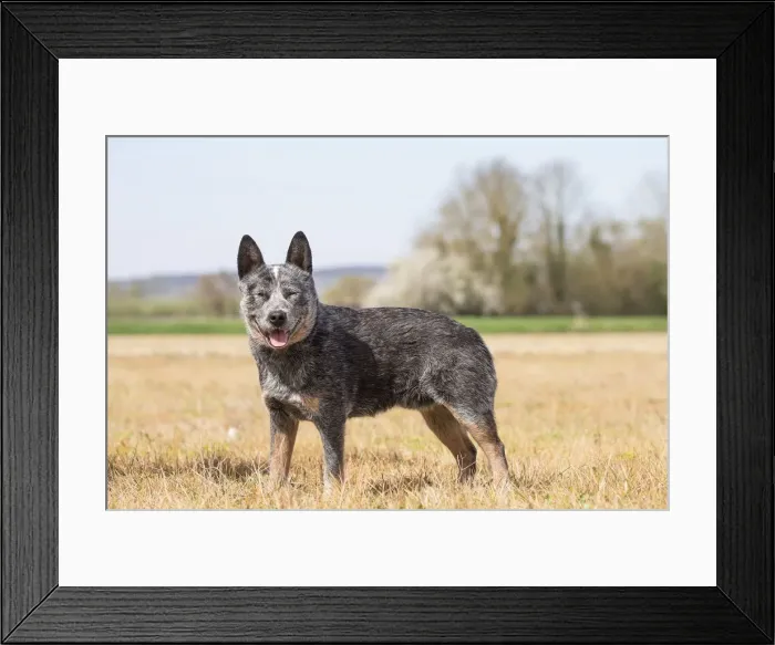 Framed Print : Picture No. 12020307 Framed Print : Picture No. 12020307
