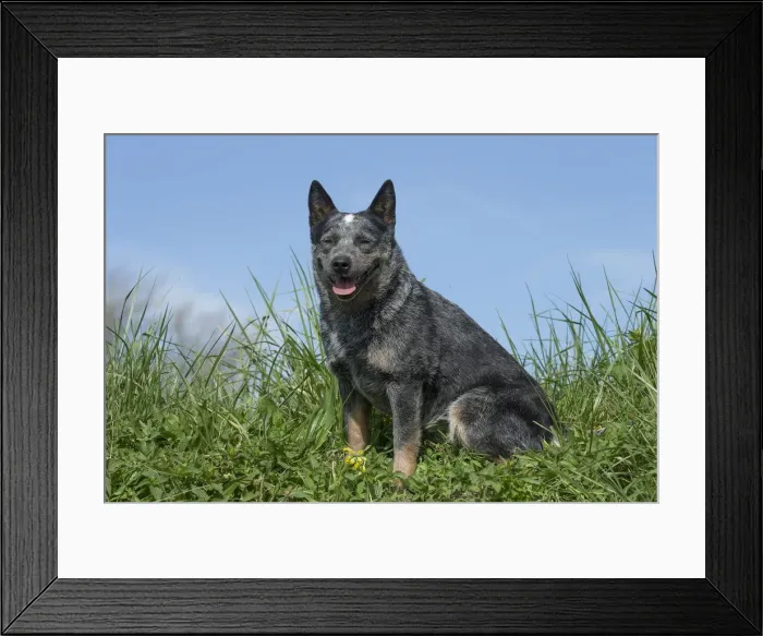 Framed Print : Picture No. 12020308 Framed Print : Picture No. 12020308