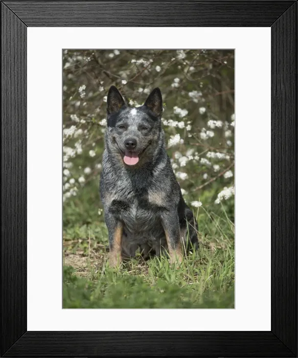 Framed Print : Picture No. 12020309 Framed Print : Picture No. 12020309