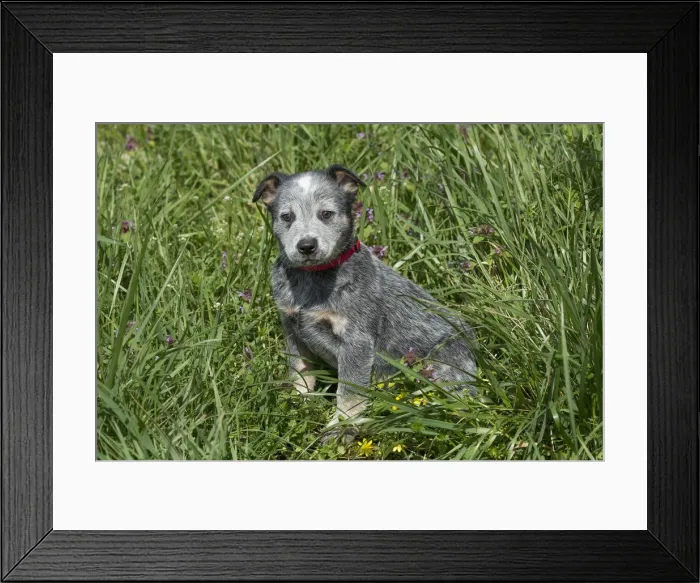 Framed Print : Picture No. 12020311 Framed Print : Picture No. 12020311