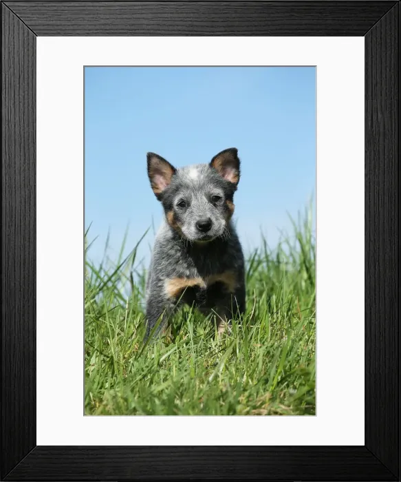 Framed Print : Picture No. 12020313 Framed Print : Picture No. 12020313
